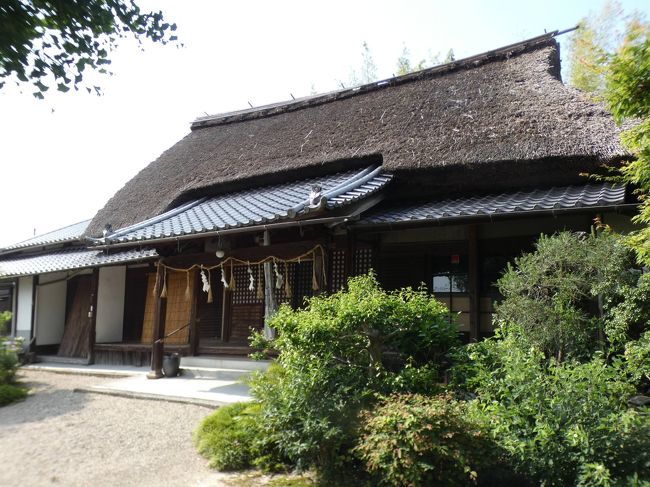 大徳寺は近鉄京都線の新田辺駅から旧国道307号線を東に約800m進んだところにある。真言宗智山派に属し、山号は東福山。寺が所有する鰐口(仏堂・神殿の正面軒先に吊り下げられ、吊るした綱で打ち鳴らす体鳴楽器)に「東河原村大日堂 永享二年」とあるので、室町時代の1430年には存在していた。また、戦国時代の1571年に永春法印を中興開山として再興されたとも伝えられる。ただし、元々この集落は、現在地より北東の木津川堤防の近くにあったのが、川の氾濫により移転したと口伝されており、いつ現在地に移ったかは不明。<br /><br />江戸時代末期の1856年に秀弁法印により本堂が再建されたが、新築ではなく現在の八幡市にあった民家が移築された。現在は市内で唯一の茅葺をとどめる仏殿となっている。明治初め、付近にあった養福寺を併合し不動明王坐像、大般若経などが移された。<br /><br />本尊の大日如来坐像は鎌倉時代末の優れた木像で2000年に市の文化財に指定された。その他、平安時代後期の薬師如来坐像、平安時代の不動明王坐像もある。京都府登録文化財に指定された中世から近代にいたる247点の文書もあり、この中には南山城地域では珍しい1525年のものも含まれている。<br /><br />旧国道に面した南側から境内に入ると目の前にあるのが茅葺の本堂。本堂ぽくなくて独特の雰囲気。本堂前左手には樹齢100年以上の松の木があり、さらに別棟のお堂が建つが詳細は不明。反対側の境内右手に建つイチョウの木は樹齢200年以上で24本選ばれている「京田辺の未来に継ぐ古木・希木」の1本となっている。イチョウの木の右手、境内の南東サイドには水子地蔵と多数の石地蔵が並び、水子供養のお寺となっている。<br />https://www.facebook.com/chifuyu.kuribayashi/media_set?set=a.4054457164624277&amp;type=1&amp;l=223fe1adec<br /><br />念仏寺は大徳寺の250mほど西南西、水分神社の裏の道を挟んである浄土宗のお寺で、山号は専修山。近鉄新田辺駅からだと、旧国道の府立田辺高校正門前から旧河内街道に進み、防賀川を越えたところ。境内に建てられた石碑によると、室町初期の1342年の創建。江戸時代初期、3代将軍家光の時代の1670年に再建されたとあるが、場所は現在地でなく不明。現在地には、江戸時代後期、11代将軍家斉の時代の1814年に、洪水によって被害を受けて移築とある。ご本尊は阿弥陀如来。<br /><br />旧河内街道の三差路の入口から坂道を少し上がると右手に正門。正面には「山城の田辺の里に鳴りひびく 専修山の念佛の鐘」順誉作と云う碑と法明上人開創650周年記念の碑が建つが、順誉さんが誰なのかはさっぱり分からない(下の写真2)。<br /><br />正門を抜けると目の前が本堂。再建の際に建てられたものが老朽化し、1985年に建て直されたもので、十分に新しく見える。境内は広くはないが、樹木が植えられ、石造十三重塔や灯篭も建ち、綺麗にされている。それ以上のことは不明。<br />https://www.facebook.com/chifuyu.kuribayashi/media_set?set=a.4054412714628722&amp;type=1&amp;l=223fe1adec<br /><br />極楽寺は、念仏寺よりもさらに300mほど西南西、天満宮社の南西にある、ここも浄土宗のお寺で、山号は樹光山。近鉄新田辺駅からだと、南東に進んで400mほど。由緒は全く分からない。<br /><br />立派な本堂が建つお寺。ここにも石造十三重塔が建つ。正門はなく、圓光大師(法然上人)の名が刻まれた碑が建つ(下の写真2)。境内の紫陽花が綺麗だった。<br />https://www.facebook.com/chifuyu.kuribayashi/media_set?set=a.4054444331292227&amp;type=1&amp;l=223fe1adec<br /><br />教念寺はこれらのお寺からはちょっと遠く、近鉄の興戸駅の方が近い草内地区にある。浄土宗西山禅林寺派のお寺で、山号は紫雲山。ホームページによると江戸時代中期1692年の開創。ご本尊の本尊木造阿弥陀如来座像は平安時代前期(10世紀)のもので、京田辺市指定文化財。京田辺市内には、10世紀の彫刻作例は少なく、その期の本格的な作風と構造を備えた貴重な像だそうだが、入ってない(下の写真3)。<br /><br />長福寺は教念寺の少し南東。浄土宗西山禅林寺派で、山号は法羅陀山。由緒や詳細は全く分からない(下の写真4)。<br /><br /><br />以上