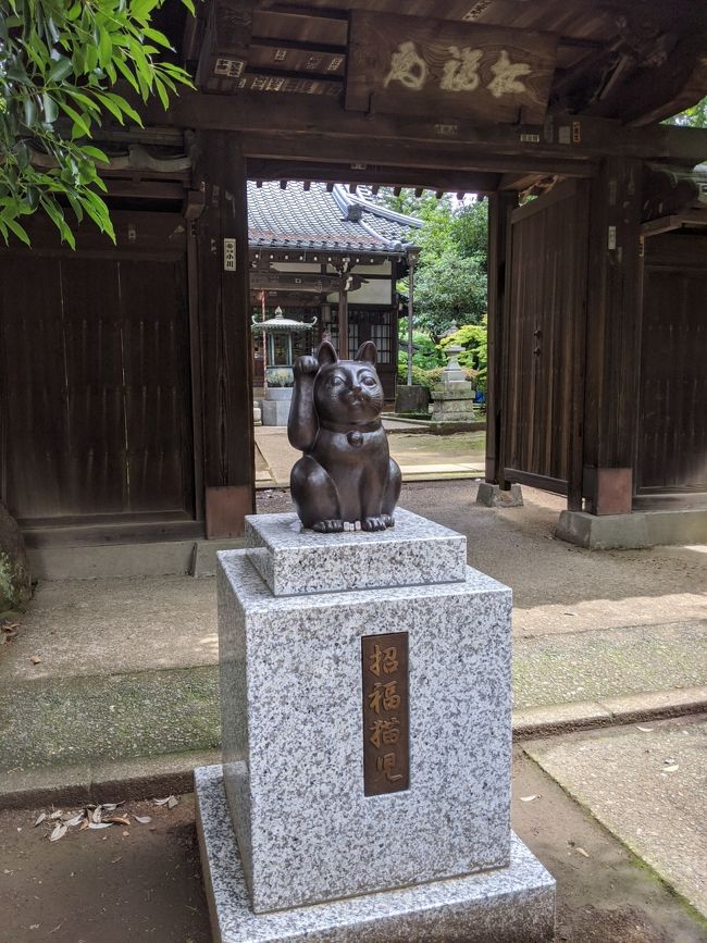 漸く、首都圏も非常事態宣言が解除になりましたが、ダメージはこれから更に現れるのではないかと心配な今日この頃、招き猫で有名な豪徳寺さんへ御参拝いたしました。<br />丁度、非常事態宣言の直前にも所要兼ねて豪徳寺さんへ参りましたが、その延長の所要で再び参拝の機会を得られました。<br />ここでは素直に招福祈願ですね。<br />また、その後は八幡さんに寄って疫病退散祈願!<br />とても良いセット（失礼かな…）、コロナの痛手回復にお勧めです!