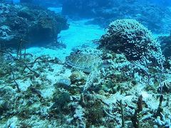 カリブ海のおおきな生き物