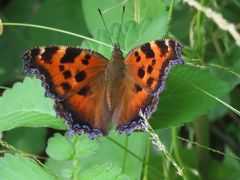 森のさんぽ道で見られた蝶(３０)ヒオドシチョウ、ウラナミアカシジミ、アカシジミ、キマダラセセリ等