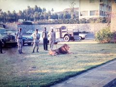 アジスアベバのホテルに行くと、ライオンが出迎えてくれました～！
