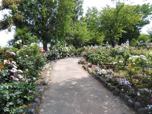 薔薇を見たくて、インターネットを検索。<br />すると、無料の薔薇園を発見。<br />もう5月も後半、時期的に散り始めているかな?と思いつつ、行ってみました。