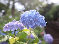 東京アジサイ名所　多摩川台公園