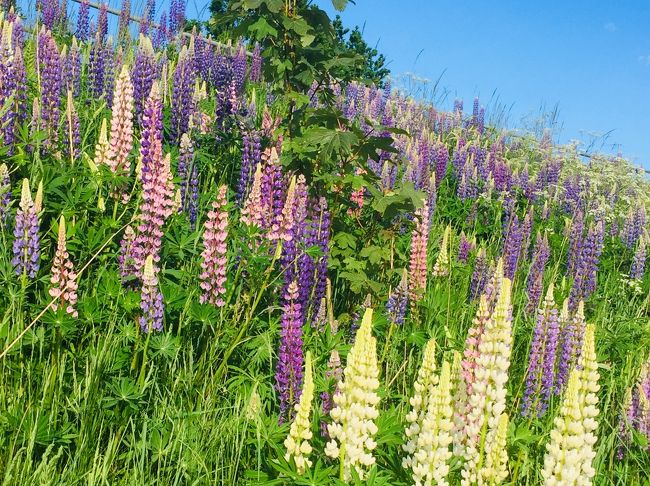 ６月になると、ルピナスがあちこちで開花。<br />雑草とは言え、色とりどりでなかなかきれい。