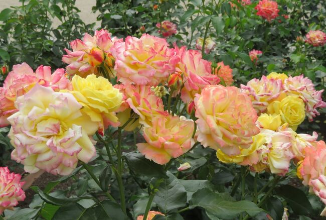 鶴舞公園のバラ園の紹介です。鶴舞公園は、平成21年(2009年)7月23日に、公園のほぼ全域が国の登録記念物として文化財に登録されました。2017年のネット情報では、120種、1400本(1700本の情報も)のバラと紹介されていました。