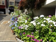 紫陽花に囲まれたお宅（横浜市港南区大久保2）