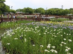 水辺を涼やかに彩る花しょうぶ　～枚方市の山田池公園～