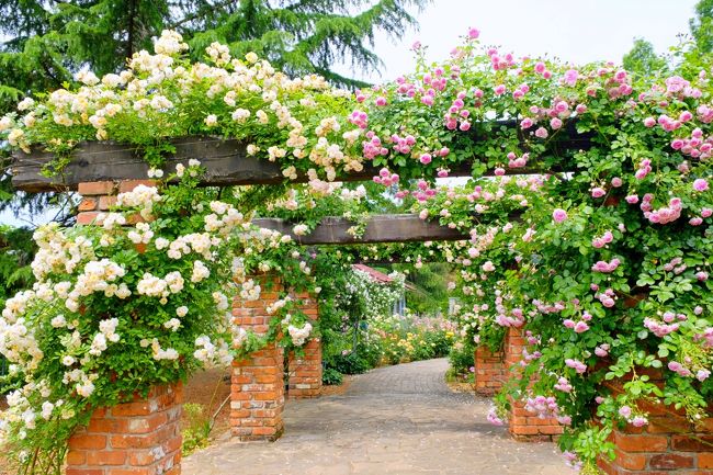 『ローザンベリー多和田』は、自粛期間に、季節の花を調べていた時に見つけた滋賀県にあるイングリッシュガーデンでした。<br /><br />「いつか自分の庭を造りたい」、長年そんな思いを抱き続けてきたガーデニング好きの専業主婦だった大澤恵理子さんが8年の歳月をかけて完成させたお庭なのだとか。ローザンベリーのHPを見て、その素敵なお庭に一目惚れ！<br />紹介文の一節には次のように書かれていました。<br /><br />　&quot;この場所には五感で感じられる自然の癒しがあります。<br />　美しい山々や庭。木々の揺れる音や小鳥のさえずり。<br />　季節ごとに移ろう花の香や木の匂い。<br />　とれたての野菜や果実の味わい。<br />　動物や自然に触れる温もり。<br />　思い思いの時間をゆっくりとお過ごしください。&quot;<br />　<br />外出制限が解かれたら、ここに行きたいとその時からずっと思っていました。そして待ちに待った外出制限の解除があり、先に大阪中之島バラ園を訪ねましたが、どうしてもここは訪れてみたいという想いは離れず、6月になり訪れることに...。<br /><br />HPでは大きさが掴めませんでしたが、実際は広大な敷地で、イングリッシュガーデンの他に、&quot;羊のふれあい牧場&quot;や&quot;フェアリーガーデン&quot;、&quot;ひつじのショーン・ファームガーデン&quot;など絵本に出てくるような風景が次々と広がる体験型観光農園でした。<br /><br />一人の主婦の夢がかなって出来たという庭園は、予想を大きく裏切るじつに素敵なものでした。。。