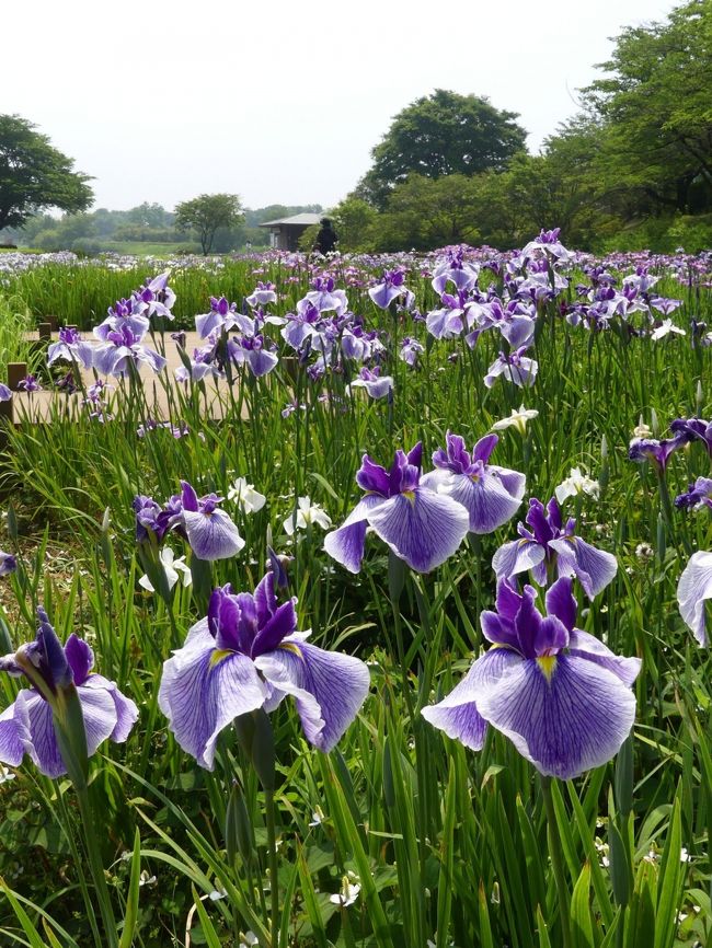 「つつじが岡第二公園」のハナショウブ_2020（2）_見頃になりました。（群馬県・館林市）