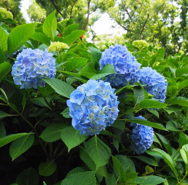 大阪長居公園内にある長居植物園では、紫陽花が見ごろです。<br />色とりどりの紫陽花に癒された一日でした。<br />