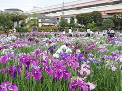 江戸名所の堀切菖蒲園は満開です