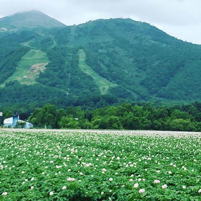 2010年夏からの約3年間。転勤で札幌に住んでいた私。<br />元々北海道は好きで、何度も旅していたのですが、在住の3年間に、毎月のように道内をめぐり、出張でも道内に飛び、道産子もびっくりなほど北海道の旅を極めてしまいました。<br />ということで、友人夫婦も一緒に行こう!と夫婦2組で行く3泊4日の旅をコーディネート。<br /><br />【1日目】移動日(福岡→新千歳)ニセコ泊<br />【2日目】ラフティング→積丹→ニセコ泊<br />【3日目】ゴルフ→札幌泊<br />【4日目】移動日(新千歳→福岡)<br /><br />食べて、飲んで、遊んで、ゴルフしてと盛りだくさんな4日間です。