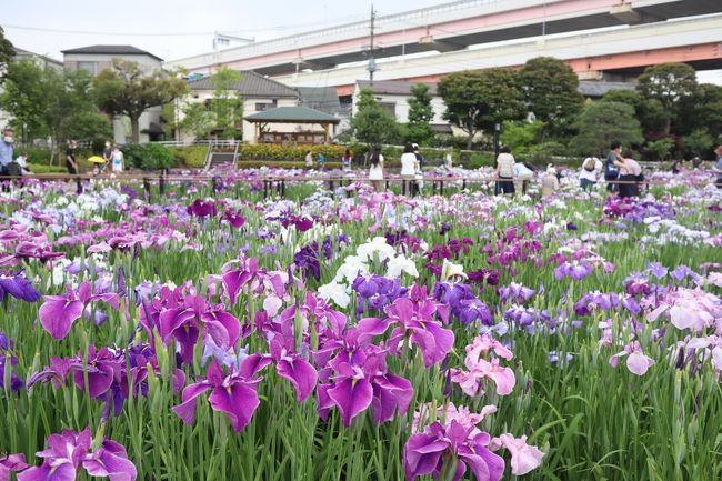 2020年6月6日(土)、東京都葛飾区の堀切菖蒲園ではハナショウブが今満開を迎えていました。江戸時代からの名所には200種6000株の花菖蒲が植えられています。入場無料が不思議なほど園内はきれいに整備され、美しい花々に癒されました。