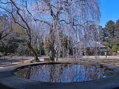 お花見2020 in 千葉