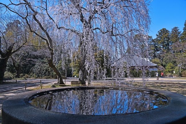 3月後半から4月前半頃は新型コロナウィルス感染で、未だ緊急事態宣言は出ていなかったものの、外出自粛が叫ばれており、2020年のお花見は遠出をすることなく、マイカーで簡単に行ける自宅周辺のお花見スポット見物のみとなった。<br /><br />3月18日：千葉市の栄福寺<br />3月26日：千葉市の昭和の森公園＆泉自然公園<br /><br />暖冬の影響もあり、桜の開花は早く、しかもしだれ桜はソメイヨシノよりも早く咲くので、栄福寺を訪れた3月18日は丁度見頃となっていた。ソメイヨシノがメインの昭和の森公園と泉自然公園は、3月26日に訪れたが、満開にはやや早いかという状況だった。