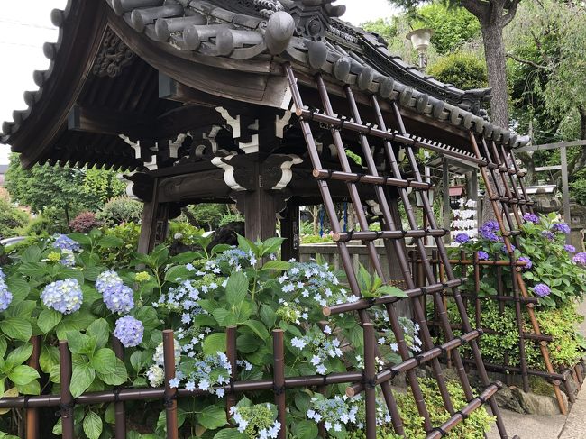 以前に白山神社に紫陽花を見に行ったのは6年前<br /><br />文京あじさいまつり@白山神社<br />https://4travel.jp/travelogue/10897928<br /><br />今年は、このサイトにあるように、令和2年6月13日(土曜日)~21日(日曜日)に予定されていたあじさいまつりは新型コロナの影響で開催中止になっています。<br />【中止】「第36回文京あじさいまつり」<br />https://www.city.bunkyo.lg.jp/ajisai.html<br /><br />それでもあまり遠出もできないカメラマンが何人もせっせと紫陽花を撮っていました。