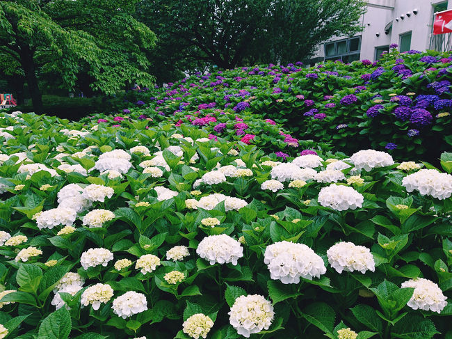 6月6日 清水ケ丘公園の紫陽花 まだ少し早かった