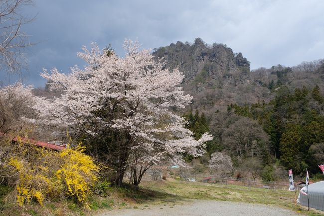 群馬の万座温泉へ一泊二日の旅へ予約した時はここまでひどい状態になるとは思ってなかったですが、極力車ので人との接触しないように心がけて行く事に。<br />万座温泉の聚楽さんの温泉は日本で一番温泉濃度が高い言う事で一度は行って見たい思ってた場所です。<br />4月中旬ですが標高が1800mと高いので気温も寒くまだまだ雪のあり、温泉にはピッタリでした。<br />そして麓の町では今が桜が見所で満開となってました。<br />綺麗な桜と雪が見れて時期的にも良い季節が中国ウィルスで台無しになったなぁって印象です。