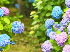 久しぶりのドライブ　日運寺の紫陽花