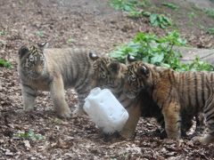 子トラに癒された旭山動物園