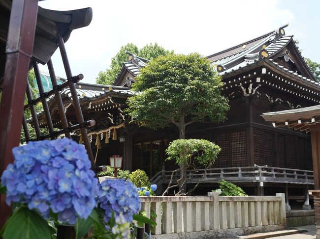 コロナ自粛から3か月、外出の部分解除になったので紫陽花の名所の白山神社に行ってみた。<br />白山神社のご利益は縁結びの神とされる菊理媛神(ククリヒメ)が祀られているため、縁結びのご利益があるといわれています。菊理媛神は、黄泉の国で喧嘩したイザナギノミコトとイザナミノミコトを仲直りさせた神様だっだそうで、縁結びの中でも復縁のご利益を授かりたい人が訪れるとか。<br /><br />※交通アクセス<br />・都営地下鉄三田線「白山」駅より徒歩3分<br />