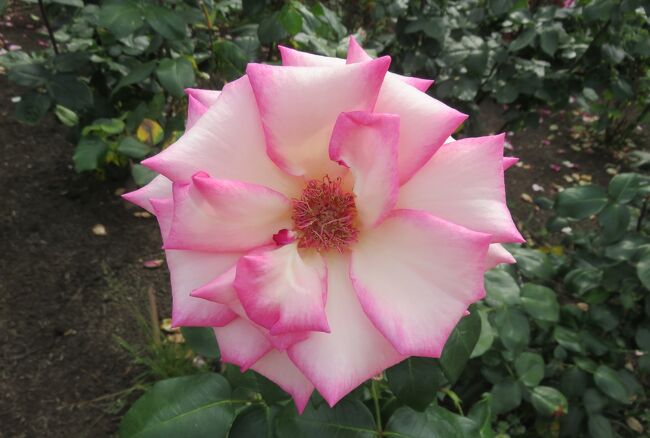 鶴舞公園のバラ園の紹介です。