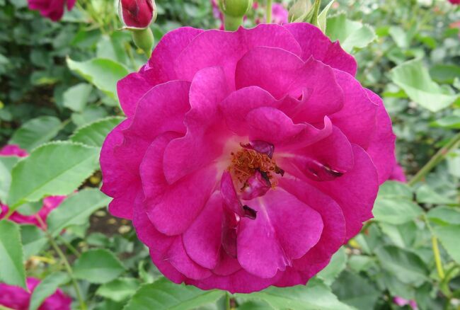 鶴舞公園のバラ園の紹介です。