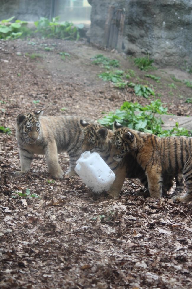 旭山動物園が開園再開となり、公開されたばかりの子虎を見るために行ってきました<br /><br />とてもかわいくて何時間でも見ていられると思いました♪<br /><br />