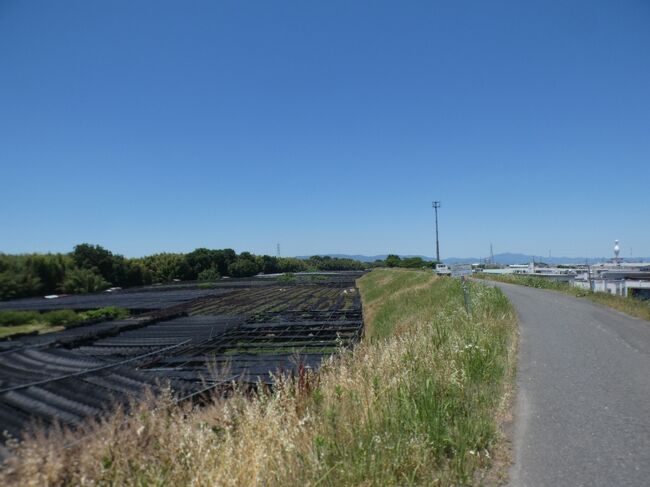 城陽市は京都盆地の南東部、南山城地域に位置し、北は西端の一部の久御山町と接する部分を除いて宇治市に接し、東は丘陵地となっており宇治田原町に、南は井手町となる。西側は木津川を挟んで、八幡市、京田辺市となるが、八幡市との間に架かる橋はなく、直接行き来することは出来ない。私の住んでいる京田辺市とは4つの橋で結ばれているが、歩いて渡れる橋は山城大橋のみで、あとは近鉄橋梁と高速道が2本。<br /><br />東西9km、南北5.4km、総面積32.74平方kmあり、市内を南北に縦断する国道24号・JR奈良線・近鉄京都線が京都市と奈良市を結んでおり、城陽市は両市のほぼ中間にある。市南部を東西に青谷川が流れる。地勢は西部(大久保バイパス近辺)は概ね平坦で、東部に向かうにつれて起伏の多い地形になっている。人口は2020年4月現在で7万5千人足らず。京都府の市では15市中、8番目とちょうど真ん中。私の住んでるお隣の京田辺市は約1000人少なくその次。<br /><br />1951年に久世(くせ)郡久津川(くつかわ)村・寺田村・富野荘(とのしょう)村と綴喜(つづき)郡青谷村が合併して久世郡城陽町が発足し、1972年に市制施行して城陽市となった。市名は、4村合併の際に公募で決められたもので、「山城国南部、陽の当たる豊かな土地」という意味。<br /><br />Jリーグ(2020年現在はJ2)の京都サンガF.C.のホームタウンの一つであり、練習場であるサンガタウン城陽がある。鮮やかな金属光沢を持ち、ニット、織物、刺繍紙などに用いられる金銀糸の生産は、城陽市を中心とする南山城地域で日本国内シェアの80%を占めている。その他、温暖な気候と肥沃な土地を活かした梅、茶、イチジク、寺田イモ、豊富で良質な地下水を利用した花しょうぶ、カキツバタ、カラー、ハスなどの湧水花卉の栽培が盛んで、いずれも市の特産品となっている。<br /><br />俳優の玉山鉄二(1980年生まれ)は市内の寺田小、城陽中、西城陽高校出身。その2つ下、2020年現在ライオンズに所属している内海哲也投手は、久世小、東城陽中から福井の敦賀気比高校に進んだ。2020年現在はベルギーのサッカーリーグのシャルルロワSC(Royal Charleroi Sporting Club)に属する元日本代表(2014年)の森岡亮太選手も同じ小学校、中学校の9学年下で、お隣久御山町の久御山高校に進んだ。関西の人でも知らない人が多いような気はするが、「おはよう朝日です」によく出ているやのぱん(1974年生まれ)は西城陽中出身(高校は私のかつての通勤路の途中にある田辺高校)。<br /><br />山城大橋の少し北から城陽の木津川堤防は下流の寺田までの6.5㎞が「桜づつみ木津川 緑と水辺のやすらぎ回廊」として整備されている。1989年にふるさと創生事業として整備事業が決まり、1991年から順次桜の植樹などが行われてきた。<br /><br />国道24号線から分かれてやすらぎ回廊に入るとまず広がるのが河川敷に広がる茶畑(表紙の写真)。城陽市は宇治茶の主産地の一つで、主に抹茶の原料となる碾茶(てんちゃ)を生産している。そしてその多く畑はこの河川敷にあり、上流からの肥沃な土砂の流入と砂地であることから茶の生産に適しており、高品質な茶が生産されている。生産農家約25戸により約30haの畑があり、荒茶としての生産量は約28トンになる。<br /><br />伝統的な葦簀(よしず)や薦(こも)を使って遮光調整した、最高級の碾茶栽培を行う本ず栽培も行っていて、全国茶品評会で過去何度も農林水産大臣賞や産地賞を受賞している、日本一の碾茶の産地。水辺の砂地で作られたお茶は、山間部で栽培される山茶と対比して浜茶と呼ばれ、やすらぎ回廊が終わった先、城陽市の一番下流になる上津屋地区の浜茶畑は、2015年度に「日本茶800年の歴史散歩～京都・山城」を構成する景観として、日本遺産に認定されている。<br /><br />お茶畑が続く先には桜づつみ奈島緑地。このやすらぎ回廊に5ヶ所整備された桜づつみ(洪水から堤防を守るために必要な堤防断面に加えて、堤防の市街地側に土を盛り、そこに桜を植栽し、堤防を強化するとともに、良好な水辺空間の形成を図るもの)の一番南のもの。ソメイヨシノだけでなくいろいろな種類の桜が咲き、美しい。ヤマボウシ(下の写真1)やネムノキ(下の写真2)もあり、桜のあとも楽しめる。<br /><br />奈島は、平安時代に記録のある地名で、梨間とかあるいは菜島、名島とも表記されていた。木津川水運の中継地として官制の旅館にあたる宿駅が奈島に置かれ、都に近い荘園地帯としても発展した。13世紀前半に成立した中世日本の説話物語集である宇治拾遺物語には、奈良の高僧が京都の内裏の法会を長く勤めて奈良に戻る途中に、奈島の丈六堂の辺りで折詰の昼食をとった時に弟子の一人が近辺の民家で魚をもらったとある。この高僧は普段は魚料理しか食べない方で、内裏での勤めの間は魚料理は出ずに衰弱していたそうだ。後日談として、この魚を奉った家だけは、のちに疫病がこの村を襲った時に、その難を免れたとのこと。<br /><br />その後、室町時代になると山城国一揆を経て住民自らが国を治める自治の歴史を築き、木津川水運に加えて発達をとげた陸上交通における街道の中継地として賑わった。江戸時代に入ると村の自治が一層進み、稲作だけでなく多種類の農作物を栽培する豊かな農村地帯として発展した。<br /><br />奈島緑地の先にあるのが生れ口(うまれぐち)樋門(下の写真3)。堤防内側下には排水機場もある。1899年(明治32年)に造られた樋門の隣に新しく作られたもので、堤防下の淀姫さんの祠のとなりにある旧樋門の記念碑が1992年に造られたものなので、同時期に竣工したものと思われる(下の写真4)。淀姫さんの祠は古くから水難除けとして祀られているが、淀姫さんは豊臣秀吉の側室で秀頼を生んだ淀の方(茶々)とは全く違い、初代神武天皇の祖母の豊玉姫のことで、水を操る神・水難除けの神として信仰されている。<br /><br />樋門の先は天井川の長谷川。長池の陸上自衛隊の演習場付近から流れ出して来ている約4㎞の川で、中流からは天井川となり、JR奈良線、国道24号線の上を越えている。長谷川を渡ったところに建つのが城陽市の名木・古木に選ばれている長谷川河口のエノキ。樹高13mで幹周は4.3mある。昔は六ケ池のエノキと呼ばれ、田辺、井手方面から東富野への目印となっていた。このエノキの建つ堤防下の公園のソメイヨシノは見事！<br /><br />エノキの先には桜づつみ富野緑地。5ヶ所あるこの回廊の桜づつみの南から2番目のもの。行ってないが、さらに下流に枇杷庄(びわのしょう)緑地、水主(みずし)緑地、寺田緑地がある。富野は城陽市の中部東側の地区で、古くは富野村だったのが、1889年に枇杷荘村・観音堂村と一緒に富野荘村となった。富野荘は富野と枇杷荘から命名されたものだが、観音堂は無視されたのね。富野緑地の河川敷にも茶畑が続く(下の写真5)。<br />https://www.facebook.com/chifuyu.kuribayashi/media_set?set=a.3850154771721185&amp;type=1&amp;l=223fe1adec<br /><br /><br />以上