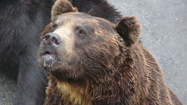 もはやオレの旅行記における猛獣見学はもはや定番になりつつあります!最初と2回目の猛獣見学旅行記はいずれも寒い季節に訪れたので、冬には見れなかった及び夏の時期で体験できることをしてこようと思います!<br /><br /> 3回目なのでありきたりな内容ですが、今回は初めてヒグマの赤ちゃんを見ることが出来ました。こぐま牧場は冬は凍り付くので、こぐまを見ることが出来るのは夏ならではですね!飼育員の人たちとじゃれあって見てて楽しい気分になりました。<br /><br /> あと、雄のクマのダイキチがボス就任8周年ということで、個人的なお祝いと称して集中的にダイキチにエサをあげてきちゃった☆おっさんのような仕草が特徴的でした!だから旅行記の表紙もダイキチにしました!<br /> クマちゃんたちの雄姿やかわいい姿を撮りまくります!クマのエサやりはこれが意外にハマるもので…3千円くらい??浪費しちゃった……<br /><br /> 夜は札幌に戻って寿司&大丸のビュッフェで飲み食いです!<br /><br />今年のお盆関連で<br />●今年のお盆は~北海道の大自然に囲まれて絶叫マシーーン( ;∀;)<br /><br />も載せてるので見てくださいネ(^^♪