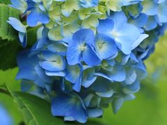 ショートトリップ花巡り♪　千種公園の香しいユリ、鞍ヶ池公園の温室の花＆松平郷雨上がりの初夏の花♪