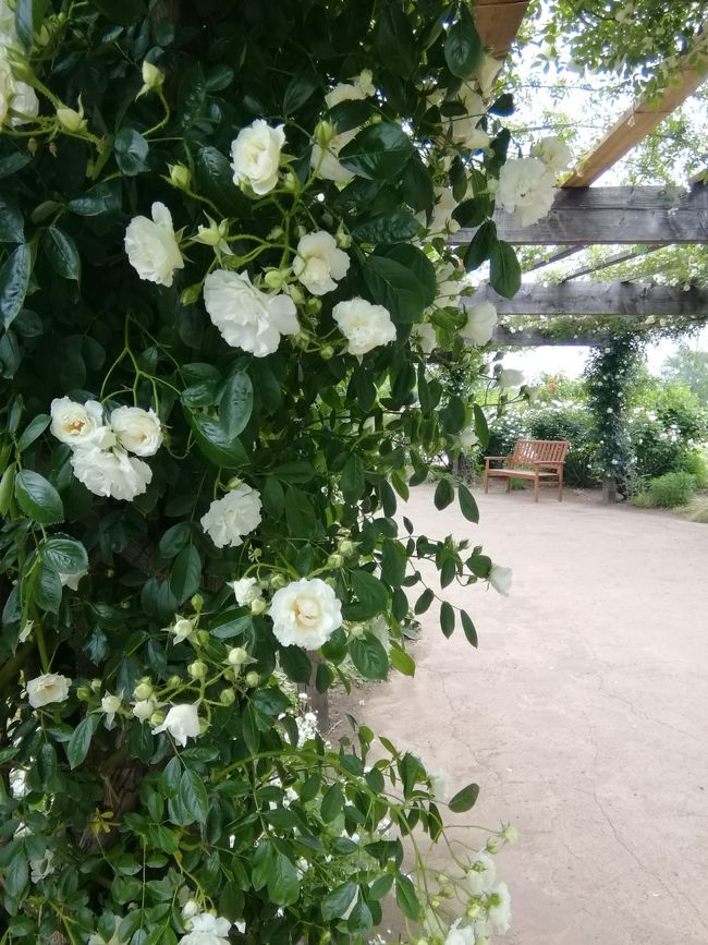 19年東武トレジャーガーデンのバラ 館林 群馬県 の旅行記 ブログ By Kukkaさん フォートラベル 19年東武トレジャーガーデンのバラ 館林 群馬県 の旅行記 ブログ By Kukkaさん フォートラベル