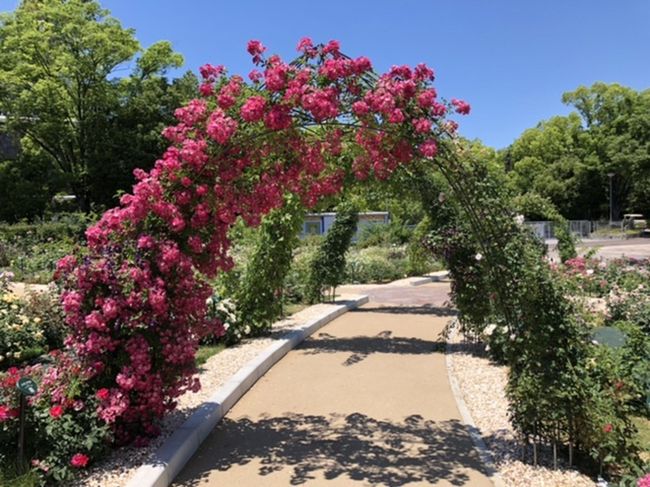 万博公園広すぎてつかれましたが、花も公園も綺麗でした。
