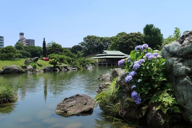 3月28日から臨時休園になっていた清澄庭園が6月1日に再開しました（しばらくの間、開園時間は短めの10～16時）。新型コロナの緊急事態宣言が解除されて、まずは近場から訪れました。<br />ちょうどハナショウブが見ごろで、アジサイも園内のあちこちでいい感じに咲いていました。<br />