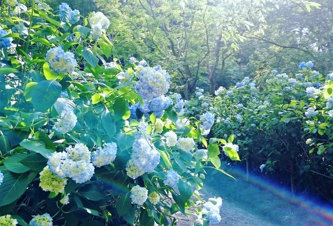 2020年6月、鎌倉はあじさいの季節を迎えていますが、コロナ禍で首都圏はいまだ県をまたいでの旅行は自粛中。明月院や長谷寺などアジサイで有名なお寺も現在は拝観制限をしています。春のお花見もままならなかったのにアジサイまでも・・・と残念に思われている方もいらっしゃることでしょう。かく言うクッシーも東京、埼玉、千葉と日帰りでバラや紫陽花、菖蒲など見に行きたい場所がたくさんあったのに全部お預けとなりガッカリ。。。<br /><br />なので神奈川へいらっしゃれない方へ、今年の鎌倉のあじさいの状況を少しですがご報告したいと思います。<br />まずはここ数年、開門時間前から長い行列ができる「あじさい寺」こと北鎌倉の明月院の6月5日の様子です。なお、拝観制限は以下をご覧ください。<br /><br />＜2020年6月　明月院拝観制限＞<br />??6月1日～6月30日まで平日のみ開門（土日は、終日閉門）<br />?9時～16時30分まで開門(最終受付16時、閉門16時30分)<br />?拝観できるのは神奈川県内在住者のみ<br />?丸窓は閉鎖、御朱印は書き置きでの対応<br />?境内の拝観者が多く、密集・密接と判断される場合は拝観中止<br />