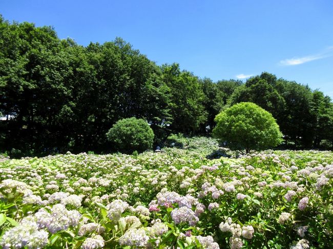 いつの間にか 紫陽花の季節<br /><br />他の方の旅行記で やっと気がつく<br /><br />