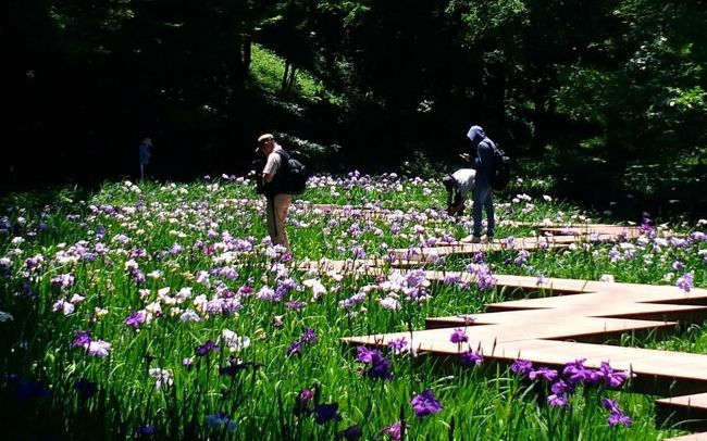 花菖蒲めぐり　県立四季の森公園、馬場花木園