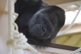 東山動物園　人気者のシャバーニ