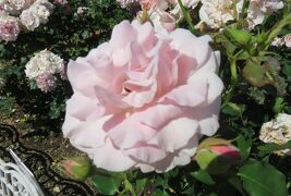 2020春、庄内緑地公園のバラ(1/9)：ブライダル・ホワイト、ピンク・フレンチレース
