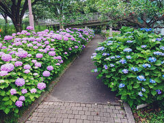 6月12日の清水ケ丘公園の紫陽花