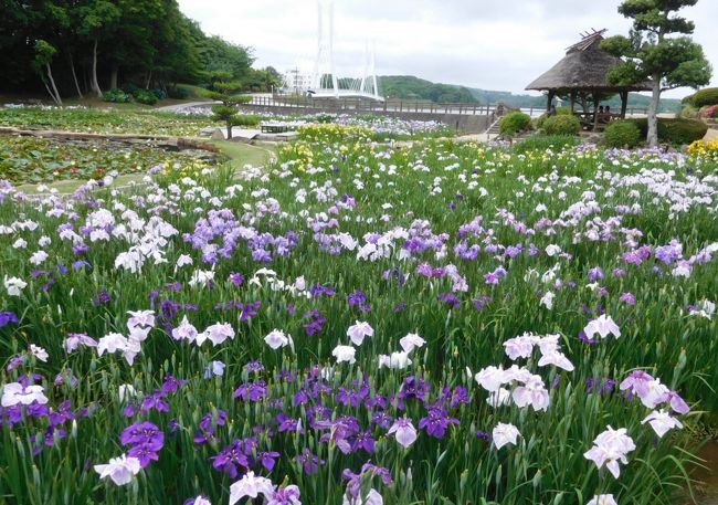 ２０２０年６月　山口県・宇部市　ときわ公園で菖蒲を見ました。鴨が石橋に休んでいます。