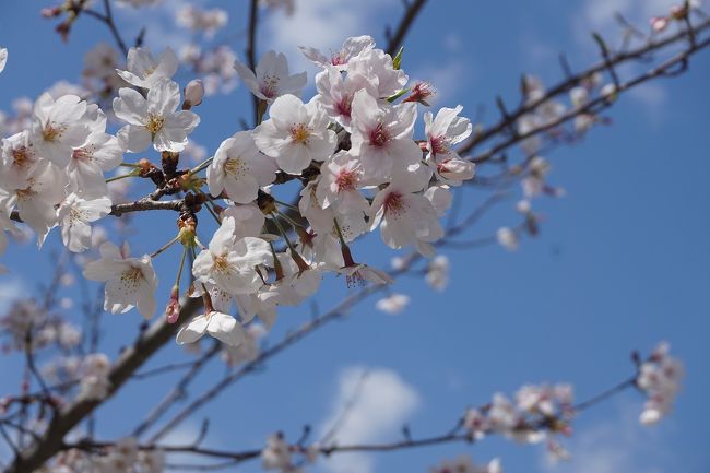 大阪も明日にでも緊急事態宣言が発令されそう…。<br />ギリギリにサクッと桜ツアーをしてみました。<br />画像は、ソメイヨシノ@西大寺にてです。<br /><br />過去の「西大寺駅」旅行記。<br /><br />岡山旅行記~2015 岡山市東区編~「JR西大寺駅」<br />https://4travel.jp/travelogue/11012828<br /><br />過去の奈良・奈良市散歩記。<br /><br />関西散歩記~2019 奈良・奈良市編~<br />https://4travel.jp/travelogue/11596350<br /><br />関西散歩記~2018 奈良・奈良市編~<br />https://4travel.jp/travelogue/11426512<br /><br />関西散歩記~2017-2 奈良・奈良市編~<br />https://4travel.jp/travelogue/11275412<br /><br />奈良まとめ旅行記。<br /><br />My Favorite 奈良 VOL.1<br />http://4travel.jp/travelogue/11071670