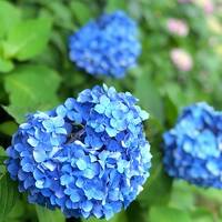 待ち焦がれた温泉へ　エクシブ湯河原離宮　見ごろの花しょうぶと鎌倉明月院ブルー