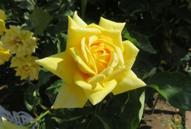 2020春、庄内緑地公園のバラ(7/9)：ウェディング・ブーケ、ミモレ、マルコポーロ