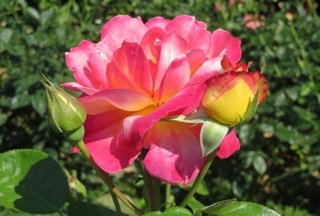 2020春、庄内緑地公園のバラ(9/9)：朝雲、ローズ・ゴジャール、ブラスバンド