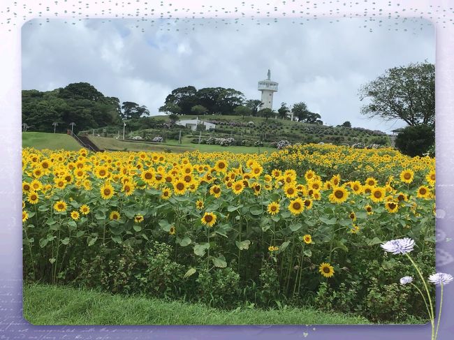 雨が降る気配がないのでかのやバラ園に薔薇を見に行きます。今バラ園は5月11日から10月13日まで無料開放されていますがもう薔薇は殆ど散っていました。あじさい、向日葵が満開なので回って見ます。あじさいは80種、1200株が植樹されています。<br /><br />開園………9:00~17:00<br />休園日……月曜日<br />入場料……大人630円、小中高生110円、年間パスポート1890円、310円<br /><br />10月13日までに鹿児島旅行される方、興味があればかのやばら園に行かれたらと思います。(無料開放中)<br />