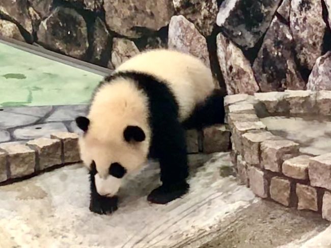孫姫が、3歳になりました。初めて遠出の旅行をして、アドベンチャーランドで孫姫にパンダを見せたいと思って、3泊4日のツアーを企画しました。