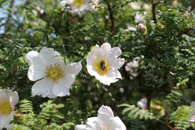 2020年6月4日－6日、愛犬と一緒に箱根に行きました♪<br /><br />☆Vol.20：第2日目（6月5日）仙石原♪<br />仙石原の箱根湿生花園。。<br />広大な庭園をゆったりと歩く。<br />初夏の花々が咲き乱れて美しい。<br />キラキラと輝く初夏の風景は白昼夢。<br />ゆったりと歩いて眺めて♪<br />