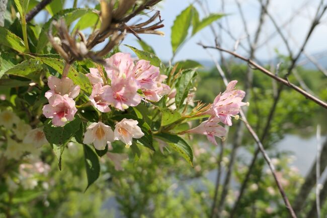 2020年6月4日－6日、愛犬と一緒に箱根に行きました♪<br /><br />☆Vol.21：第2日目（6月5日）仙石原♪<br />仙石原の箱根湿生花園。。<br />広大な庭園をゆったりと歩く。<br />初夏の花々が咲き乱れて美しい。<br />キラキラと輝く初夏の風景は白昼夢。<br />ゆったりと歩いて眺めて♪<br />