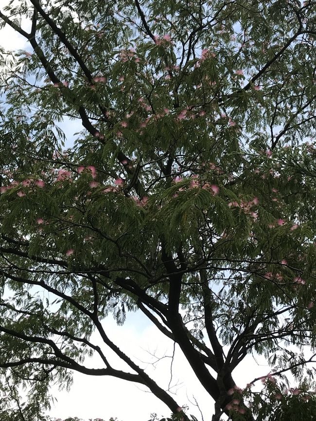 花を求めて　散歩しながら見た6月の花々